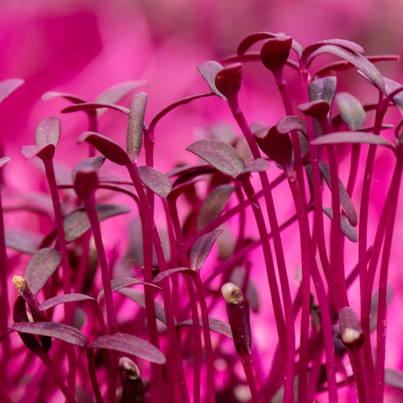 Amaranth mikrogrønt